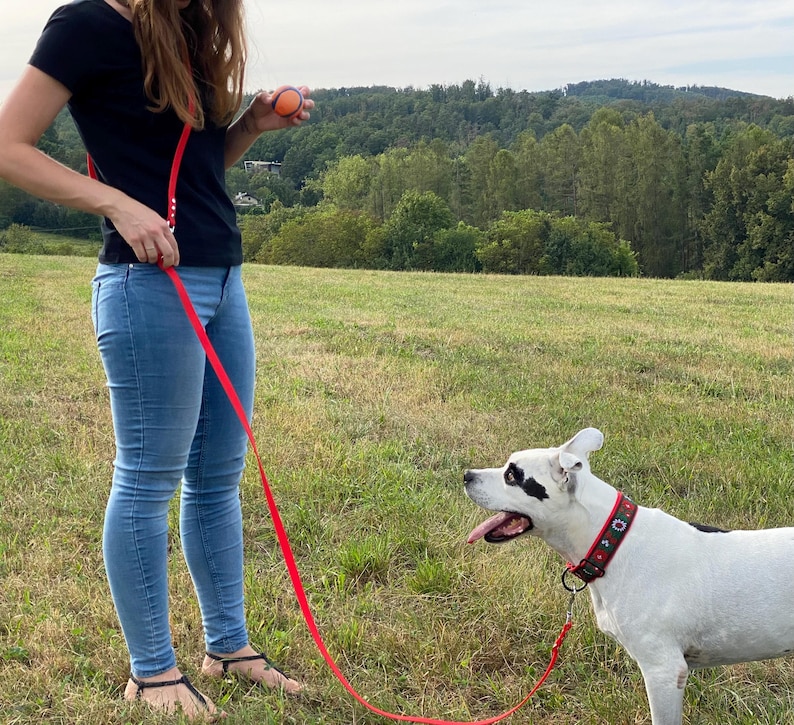 May include: A woman in blue jeans and a black top holds a red lead attached to a white and black dog wearing a red and green patterned collar. The dog is looking at the woman, who is holding a small orange ball.