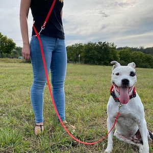 Puede incluir: Una correa de perro roja con un asa que se engancha al bucle del cinturón de una persona. Una persona está sujetando la correa y paseando a un perro blanco y negro. El perro está sentado en la hierba y mirando a la cámara.