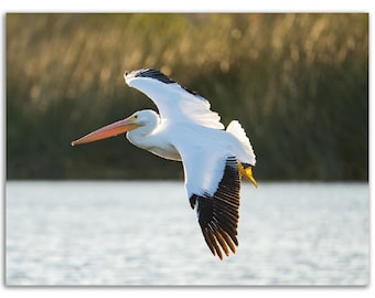 Bird Photography, Pelican, Ocean, Bird Print, Wildlife Photography, Wall Accent, Nature Photography, Fine Art Photography