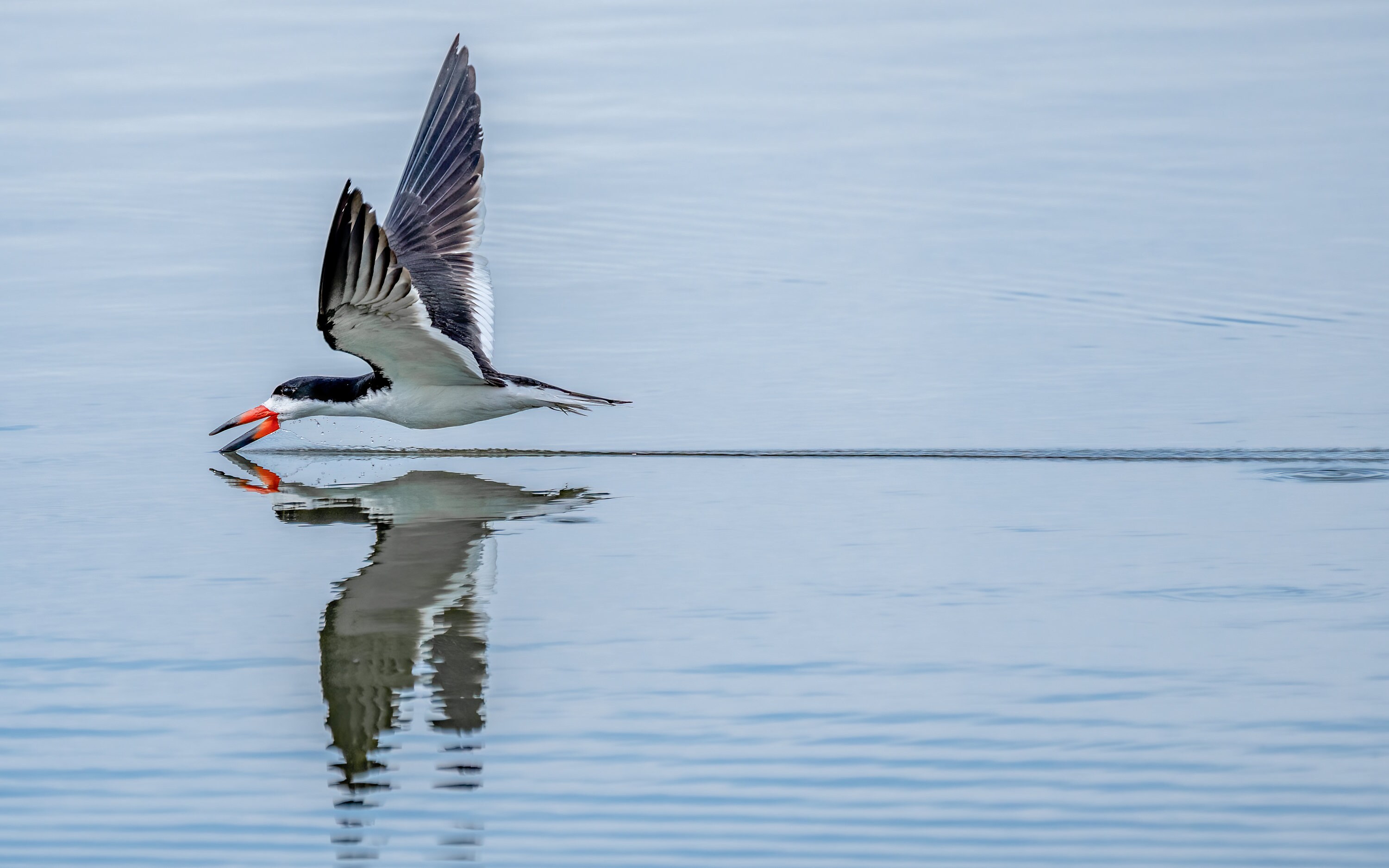 Digital Download, Black Skimmer, Bird Photography, Wildlife Photography ...