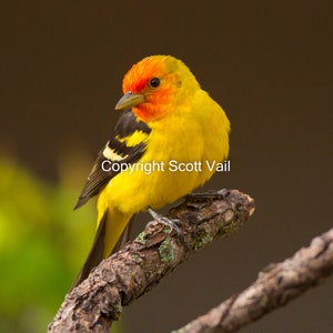 Tangara occidental