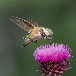 Op de afbeelding: Een kolibrie met groene en bruine veren voedt zich met een paarse distelbloem. De vleugels van de vogel zijn gespreid en zijn lange snavel is in de bloem gestoken. De achtergrond is zachtgroen, wat een natuurlijke scène creëert.