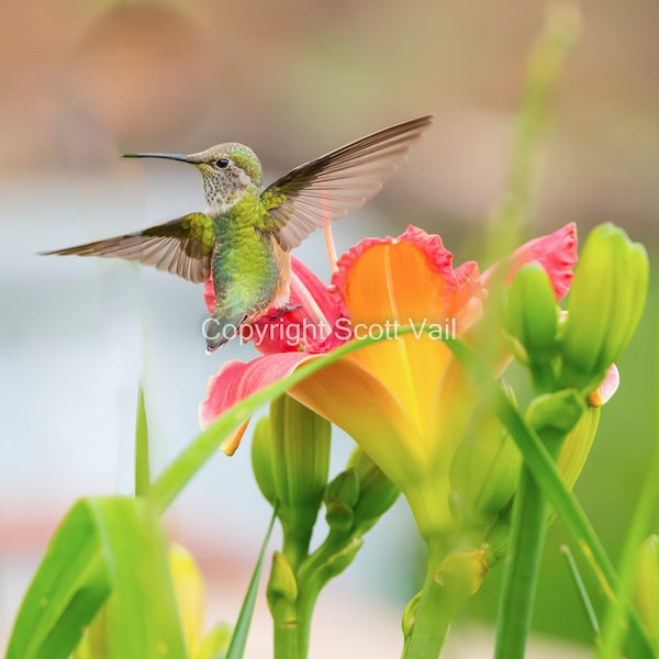 Colibri à queue large volant dans les nénuphars