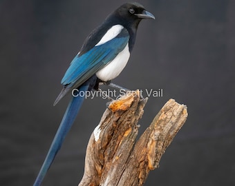 Black-Billed Magpie