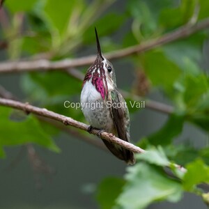 Op de afbeelding: Een kleine, groene, witte en roze kolibrie zit op een tak met groene bladeren. De vogel heeft een lange, dunne snavel en kijkt naar rechts.
