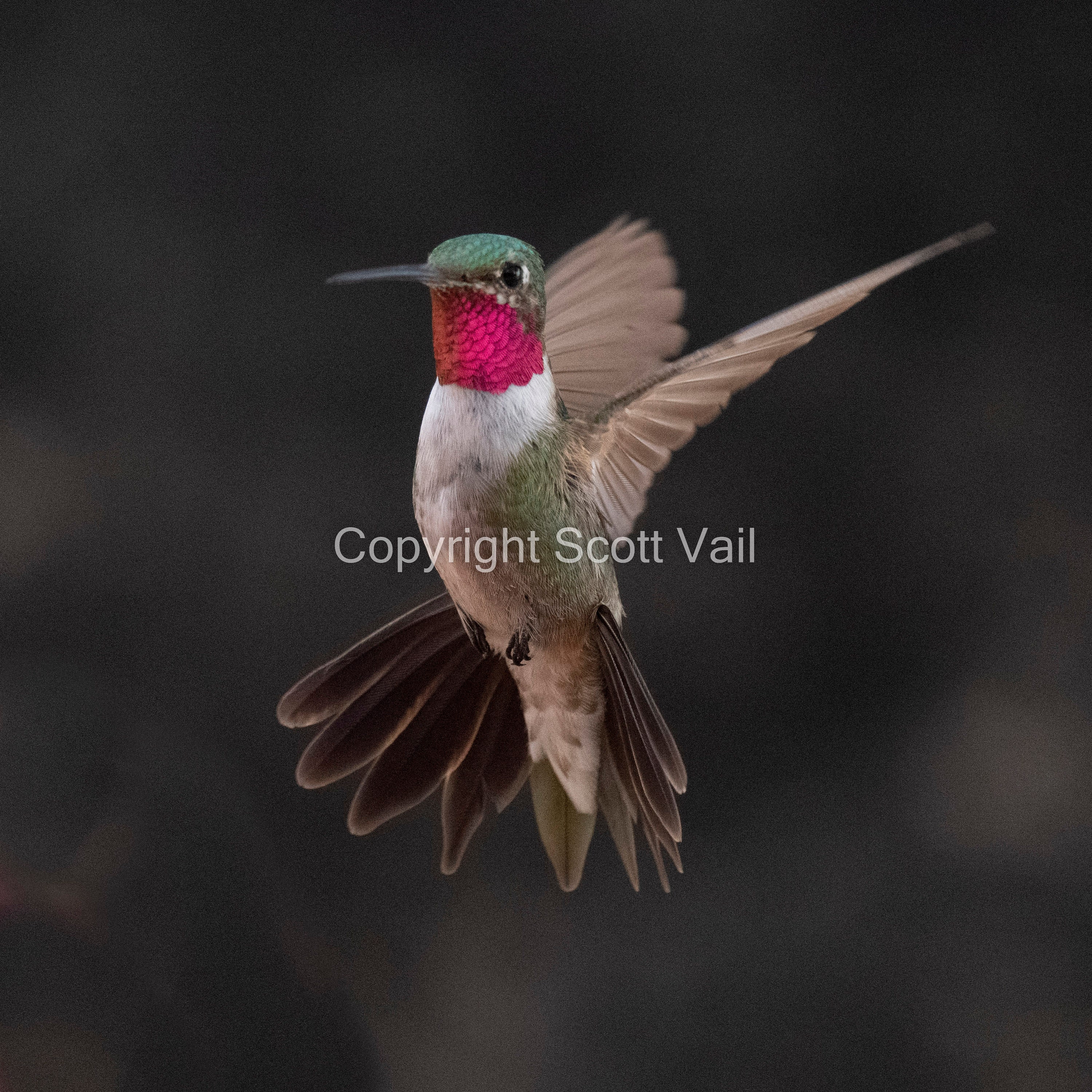 【XXL相当 現行】サウンドマン hummingbird hills 刺子JKT Outdoors: With orioles gone, hummingbirds descend on Mt. Hoo – San