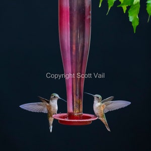 2 Broad- Tailed Hummingbird&#39;s eating from feeder