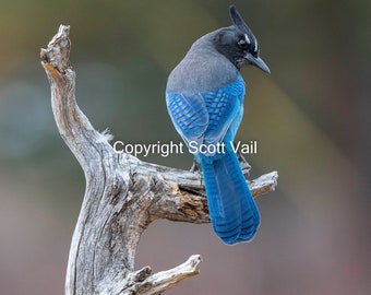 Steller's Jay