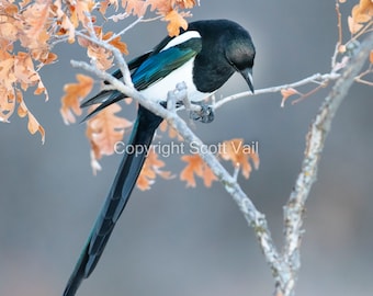 Magpie in Oak leaves