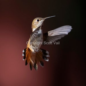 Female Rufous Hummingbird w burgundy background