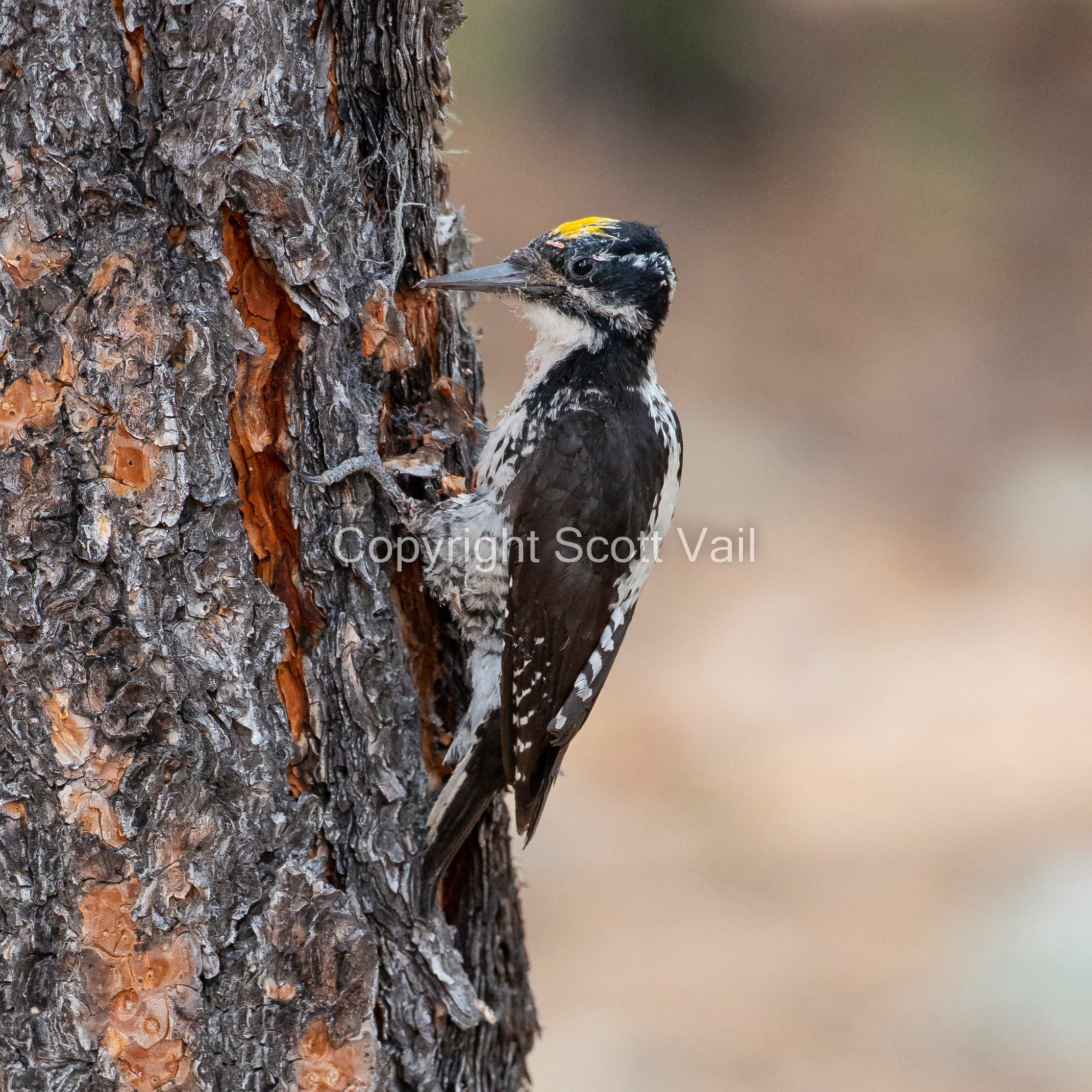 Three toed Woodpecker