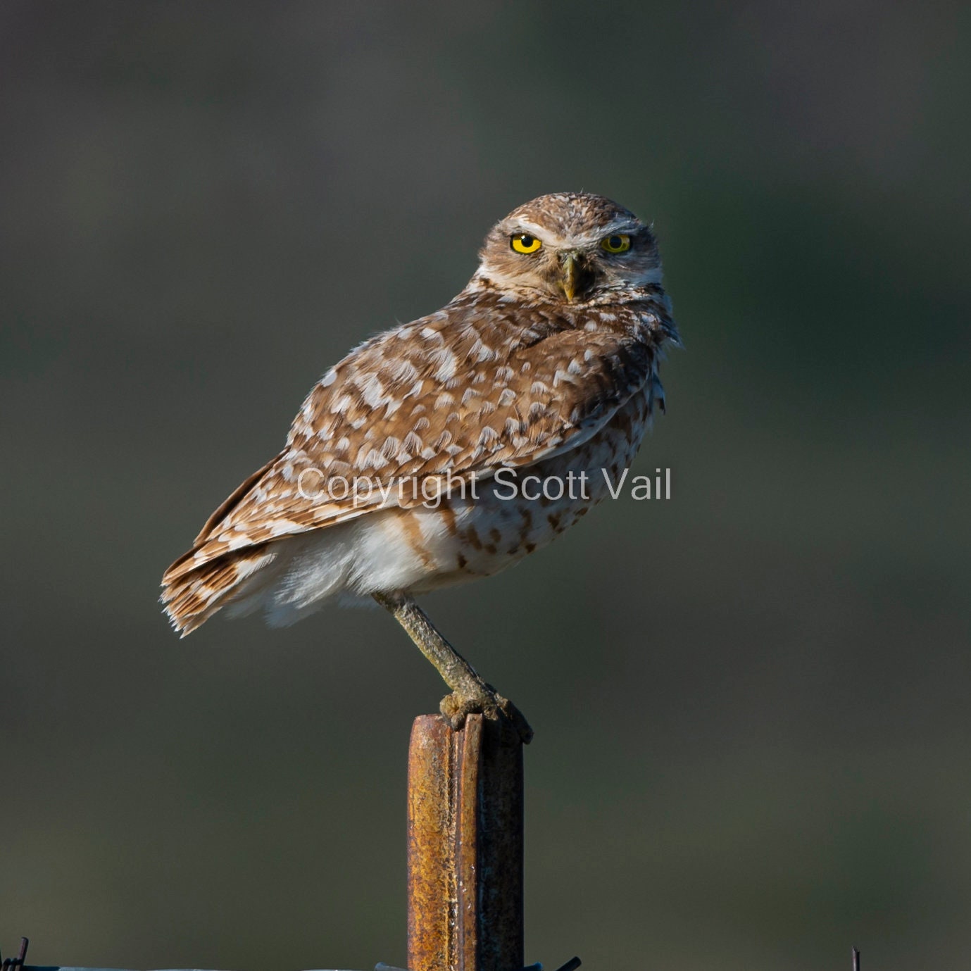 Burrowing Owl