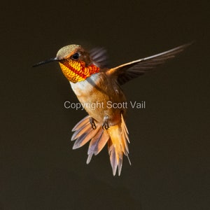 Male Rufous Hummingbird w black background w wings out