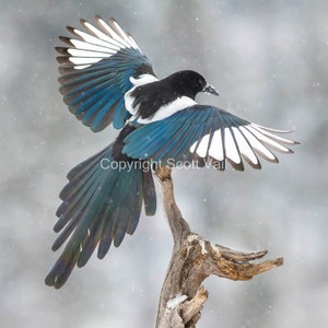 Magpie avec des ailes dans la neige