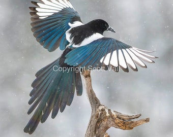 Magpie in with wings out in the snow