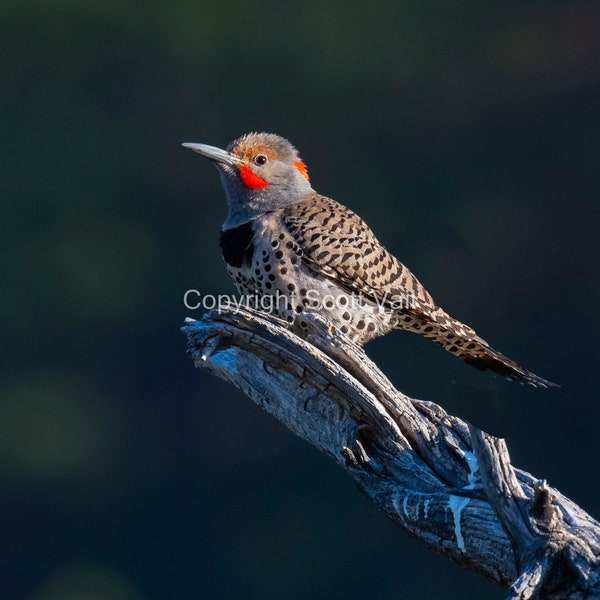 Red Shafted Flicker 2
