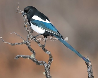 Magpie with color background