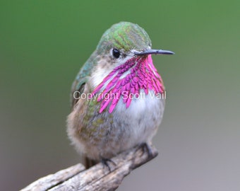 Calliope Hummingbird