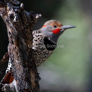 Red Shafted Flicker
