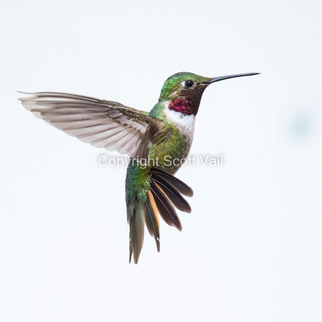 Broad- Tailed Hummingbird in the Clouds - Etsy