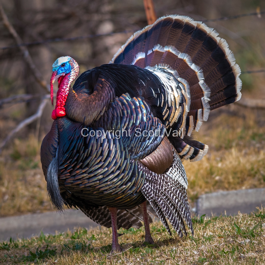Turkey Bird - Etsy
