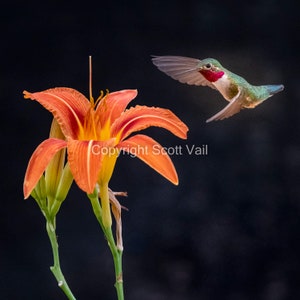 Broad- Tailed Hummingbird eating lilly