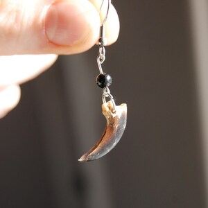 May include: A single earring with a natural claw pendant. The claw is light brown with a darker brown tip. A small black bead is suspended above the claw, connected to a silver-tone ear wire.