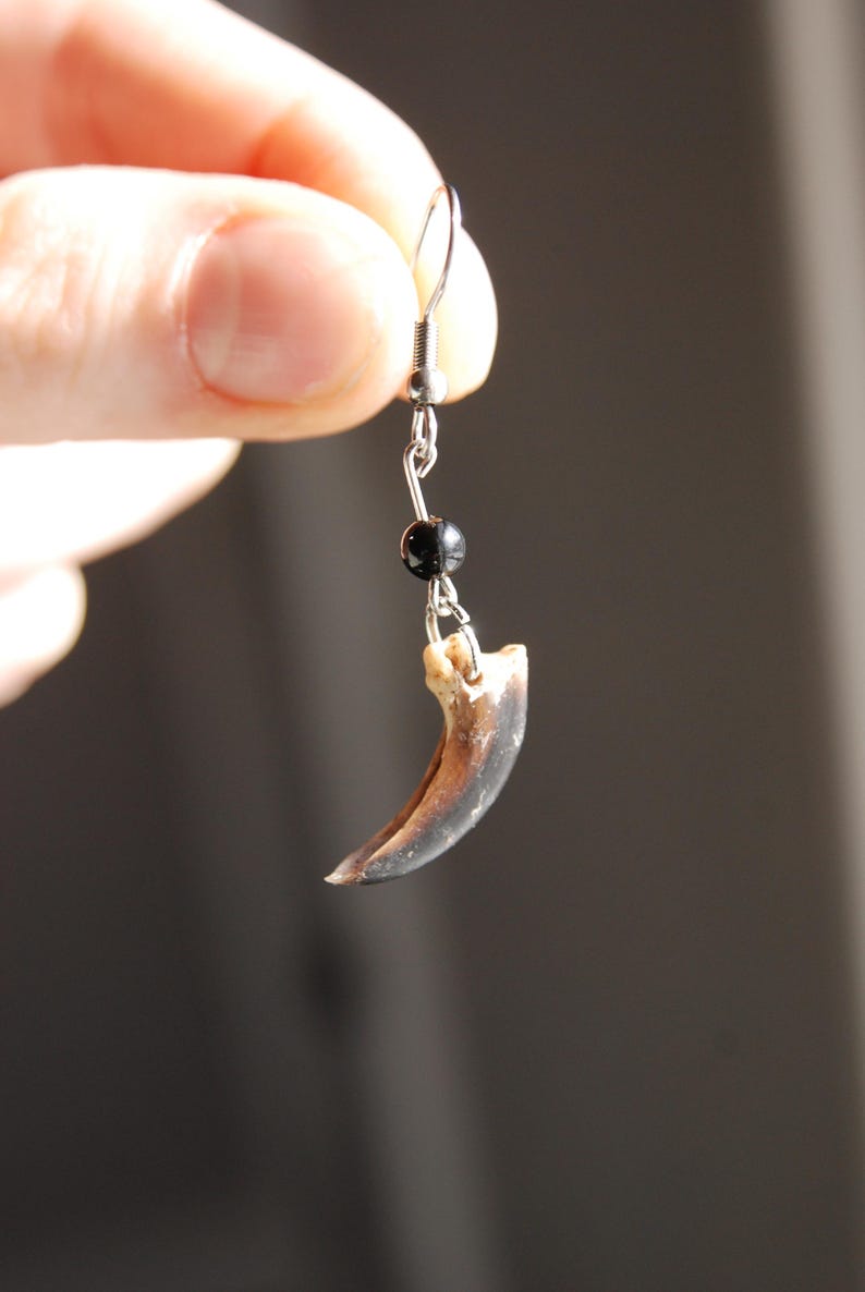 May include: A single earring with a natural claw pendant. The claw is light brown with a darker brown tip. A small black bead is suspended above the claw, connected to a silver-tone ear wire.