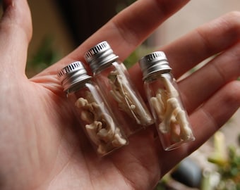 Foraged Small Animal Bone Curio Vials Set of 3