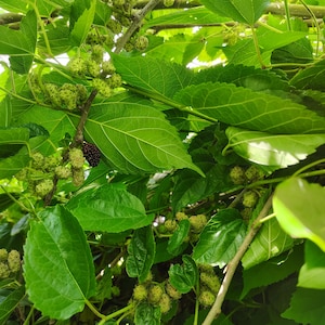 May include: A mulberry tree branch featuring numerous bright green, serrated leaves and clusters of small, developing berries. Some berries are pale green and immature, while one single, ripe mulberry is dark purple and elongated in shape.