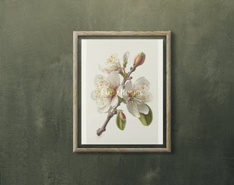 Op de afbeelding: Een ingelijste botanische print met een gedetailleerde illustratie van witte kersenbloesems op een tak met groene bladeren en gesloten knoppen. Het kunstwerk is gecentreerd in een lichtgekleurde houten lijst en toont fijne bloemblaadjes.