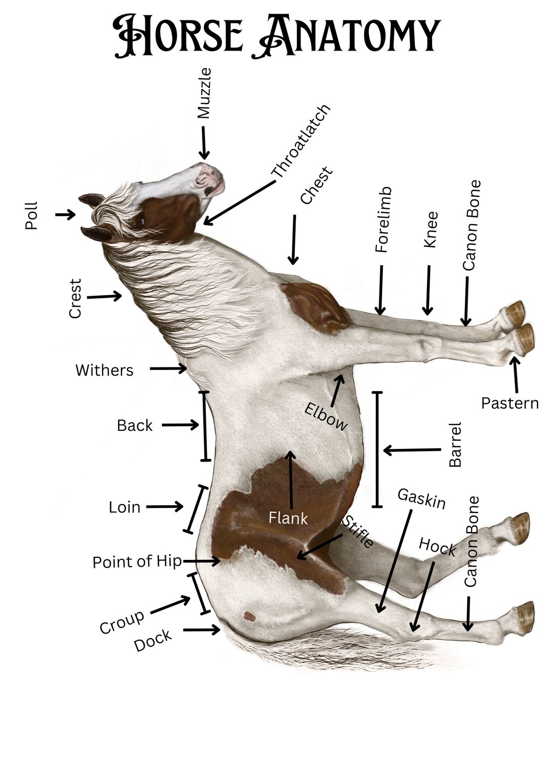 Horse Anatomy Threepart Cards and Poster Etsy