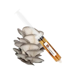 Oyster Mushroom Pleurotus Ostreatus Liquid Premium Culture