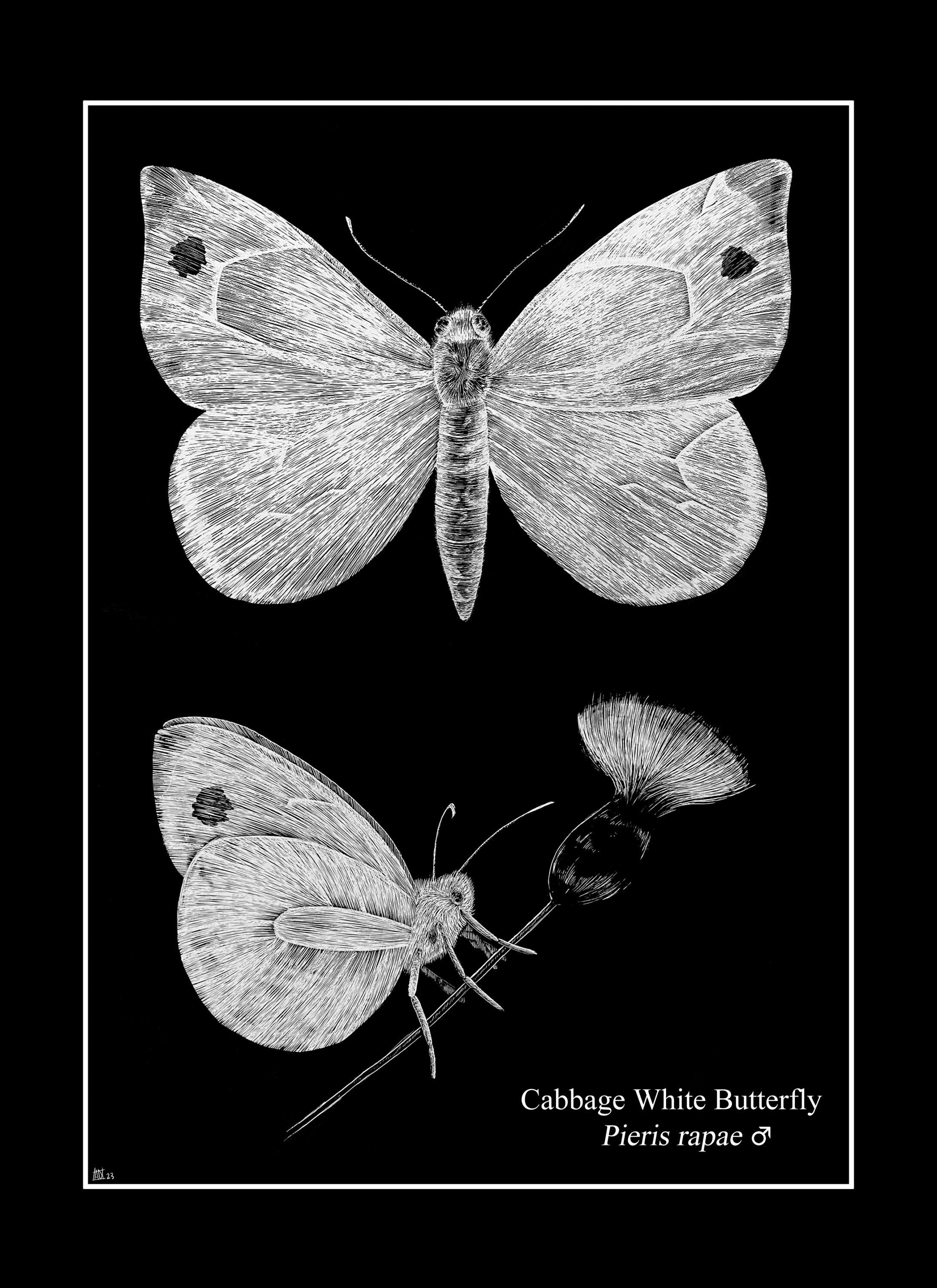 Cabbage White Butterfly Poster Etsy