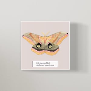 May include: A watercolor illustration of a Polyphemus Moth, Antheraea polyphemus, with large, brown, yellow, and pink wings and prominent black eyes.