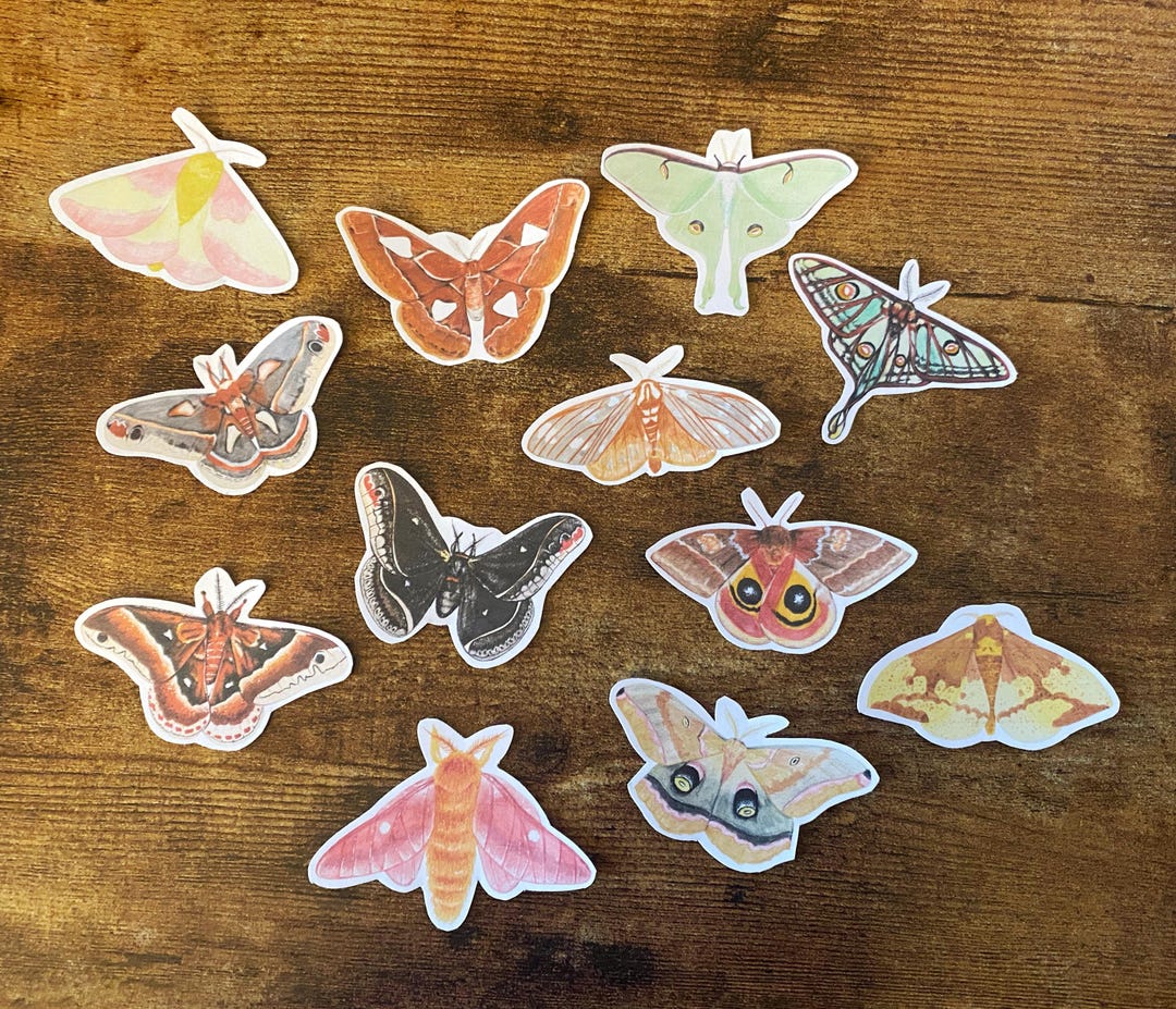 Silk Moth Stickers - Etsy