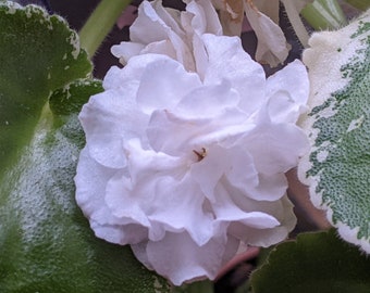 African Violet Live Plant,  "white camellia"