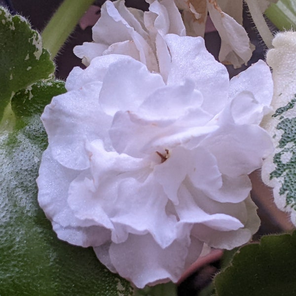 African Violet Live Plant,  "white camellia"