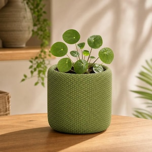 Può includere: Una piccola pianta di Pilea peperomioides con foglie rotonde di un verde vivace, piantata in un contenitore cilindrico rivestito da una fodera in maglia testurizzata color verde oliva. La pianta è dritta e mostra il suo fogliame.