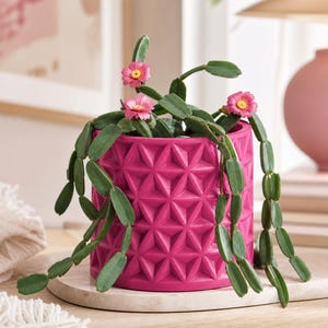 Könnte beinhalten: Ein leuchtend magentafarbener zylindrischer Übertopf mit einem geometrischen Dreiecksmuster. Eine grüne, herabhängende Kaktuspflanze mit segmentierten Stielen und drei kleinen, leuchtend rosa Blüten mit gelber Mitte wächst aus dem Gefäß.