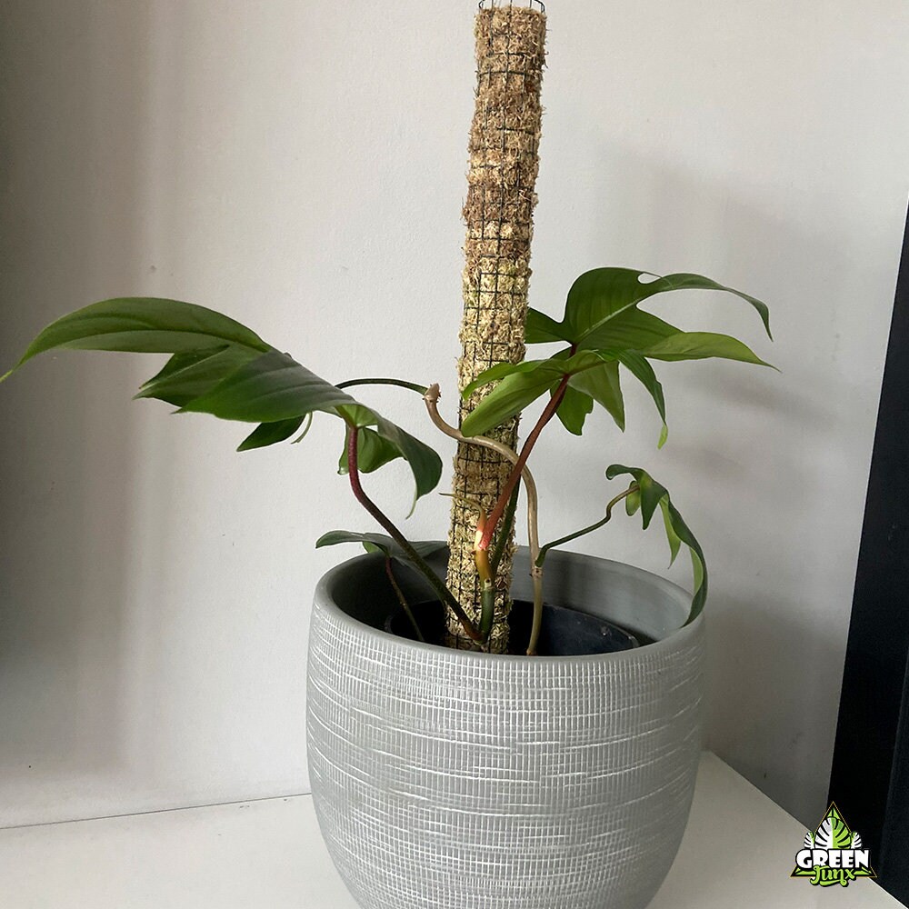 Moosstab Rankhilfe stapelbar Monstera Jungle Pflanzen Tropische