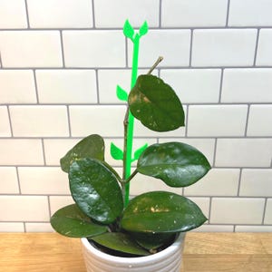 Philodendron Stake - Etsy