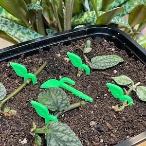 May include: A black rectangular planter filled with soil, featuring green leaf-shaped plant supports. Several plant cuttings with green and patterned leaves are visible, along with a larger plant in the background.