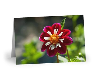 Greeting Cards of a Dahlia flower. These blank photo greeting cards come in a card set of 10 with envelopes.