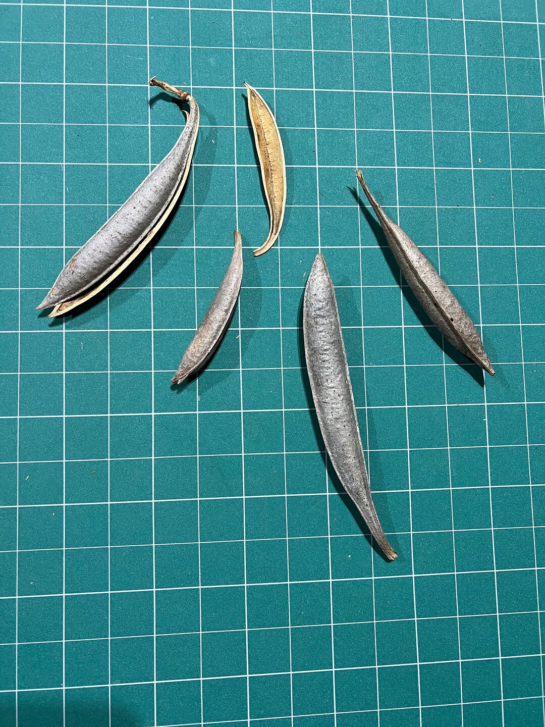 Trumpet Vine Pods POSSIBLE SEEDS Etsy