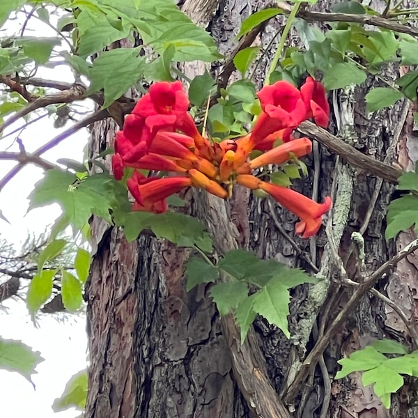 25 seeds - Trumpet Vine, Red Hummingbird