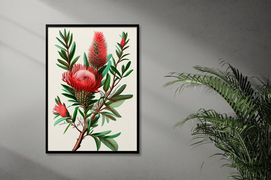 Australian Bottlebrush Sketch Drawing Digital Download Etsy