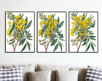 Conjunto de estampas de flores de acácia, flora australiana, esboço botânico (download digital)
