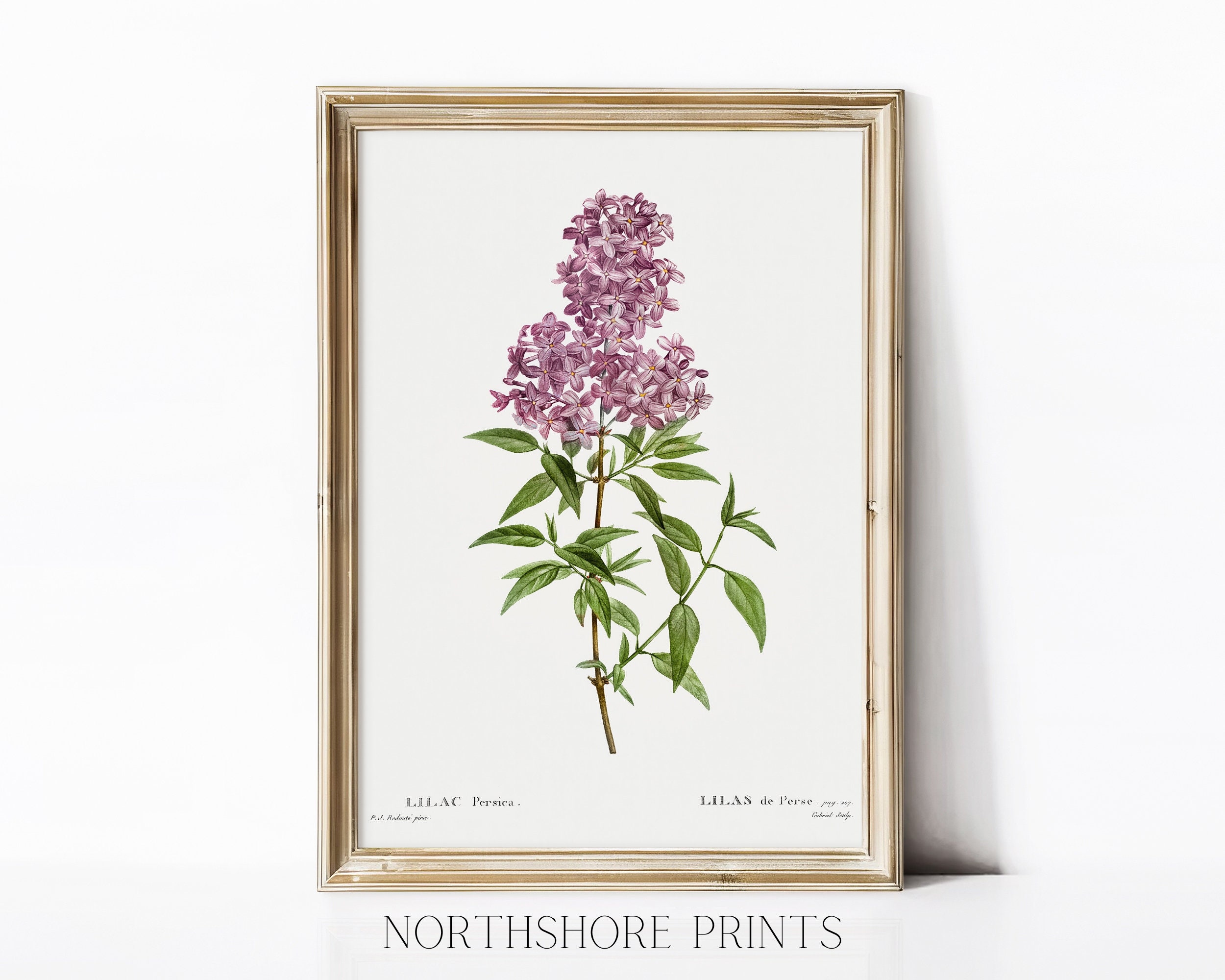 Lilac Tree Drawing