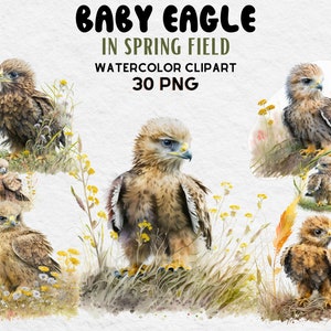 Cute Baby Eagle In Spring Field Clipart, Watercolor Eagle Clipart bundle, Eagle PNG, Eagle SVG, Cute Eagle Lovers Gift Digital Clipart